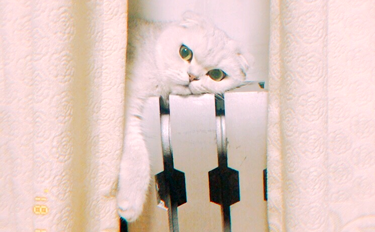 恒盛注册好不好,冬季过冬神器,恒盛注册 宠物